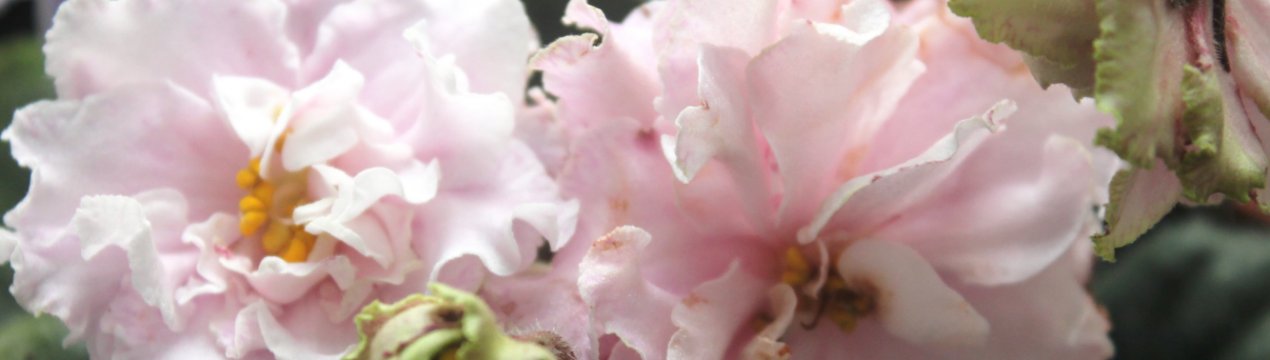 Фіалка Зефір: як доглядати в домашніх умовах