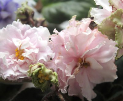 Фіалка Зефір: як доглядати в домашніх умовах