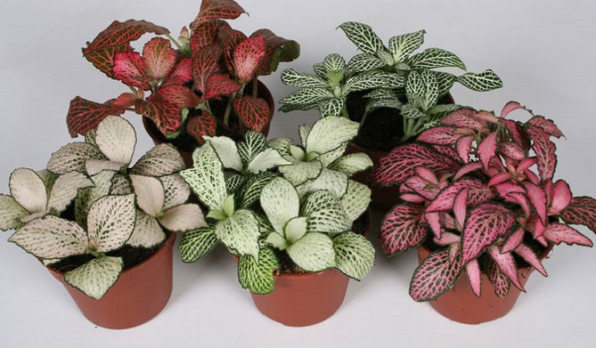 Фиттония мікс