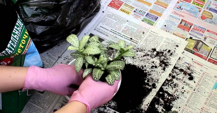 пересадка фітонії