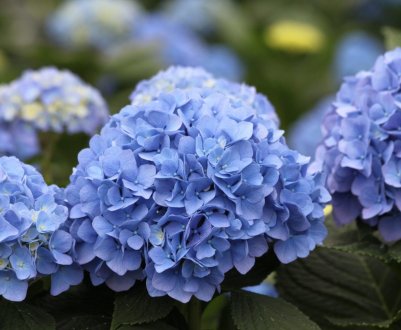 7 незабутніх квіткових ароматів: що посадити, щоб сад заблагорохував