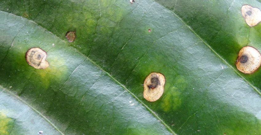 Филлостиктоз