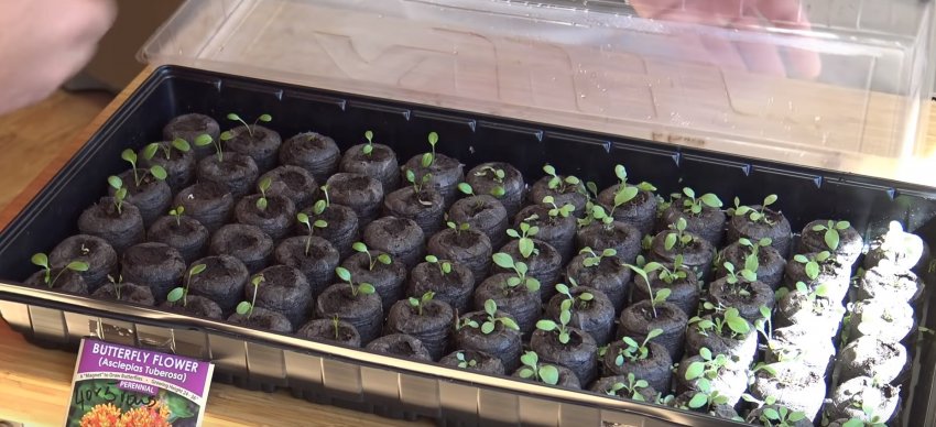 Торфяні таблетки: поради та способи застосування