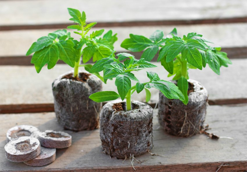 Торф'яні таблетки: поради та способи застосування