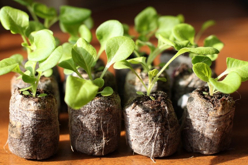 Торф'яні таблетки: поради та способи застосування