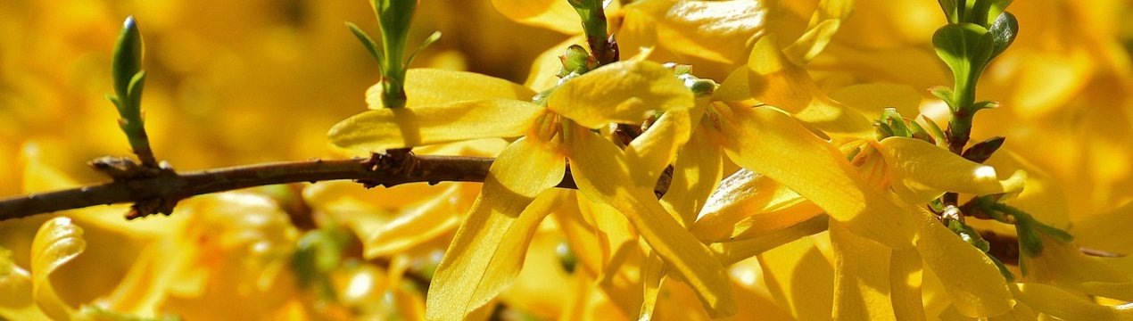 Чому не цвіте форзиція: всі причини і способи їх усунення