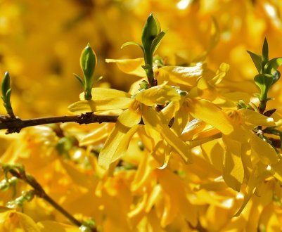 Чому не цвіте форзиція: всі причини і способи їх усунення