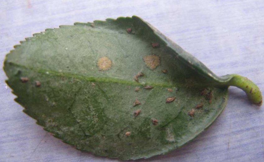 Щитівка на камелії