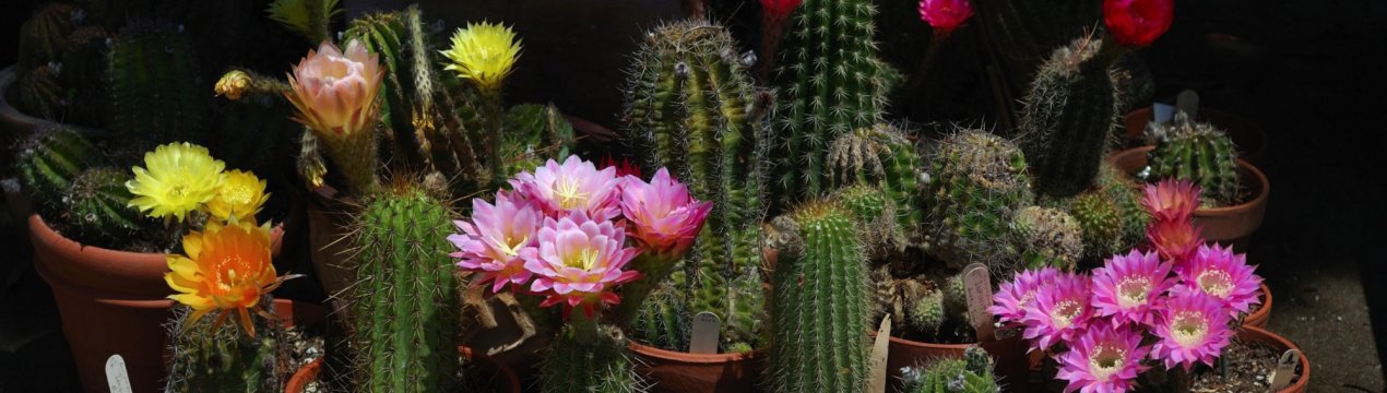 Як доглядати за кактусом в домашніх умовах