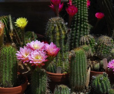 Як доглядати за кактусом в домашніх умовах