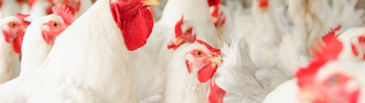 Пожертвування на користь благодійного банку їжі