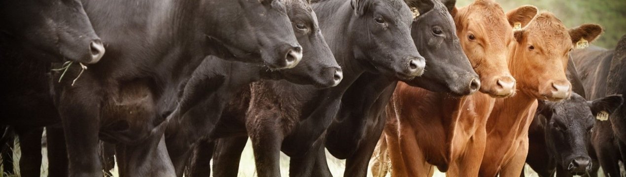 Індустрія веде переговори про торгівлю на 30 або 50% угод за готівку