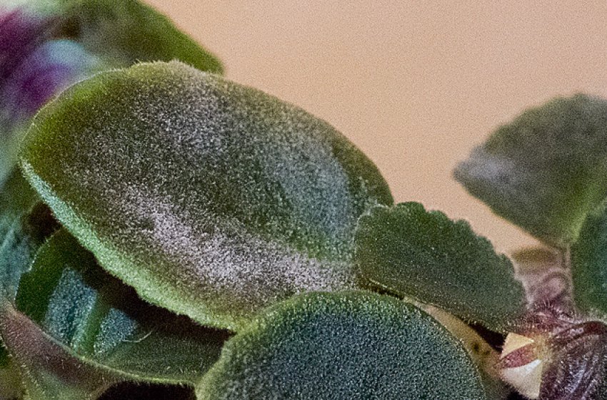 Борошниста роса Борошниста роса