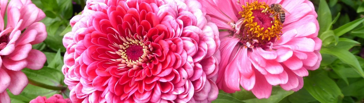 9 кольорів, які будуть радувати красою протягом всього літа