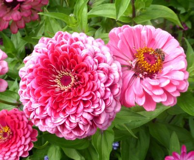 9 кольорів, які будуть радувати красою протягом всього літа