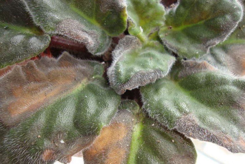 Фузаріоз Фузаріоз