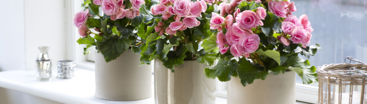 Процвітай і залишайся вдома!