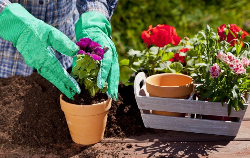Процвітай і залишайся вдома!
