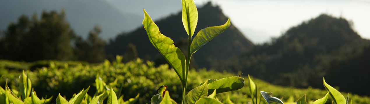 Дрібні виробники чаю в Ассамі оцінюють збитки через пандемію