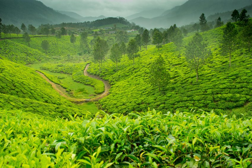 Дрібні виробники чаю в Ассамі оцінюють збитки через пандемію