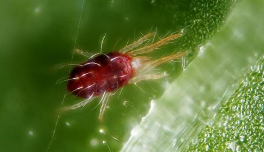 Павутинний кліщ