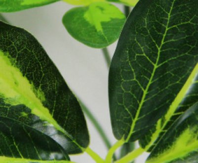 Чому у шефлера чорніють і опадають листя