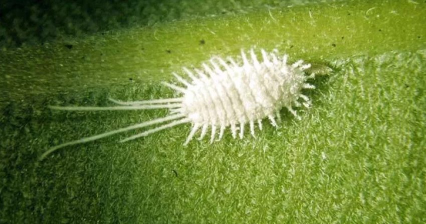 Борошнистий червець