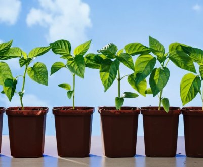 Як продати надлишки врожаю та садивництва, не виходячи з дому