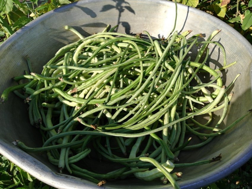Китайська фасоль Віґна: секрети вирощування