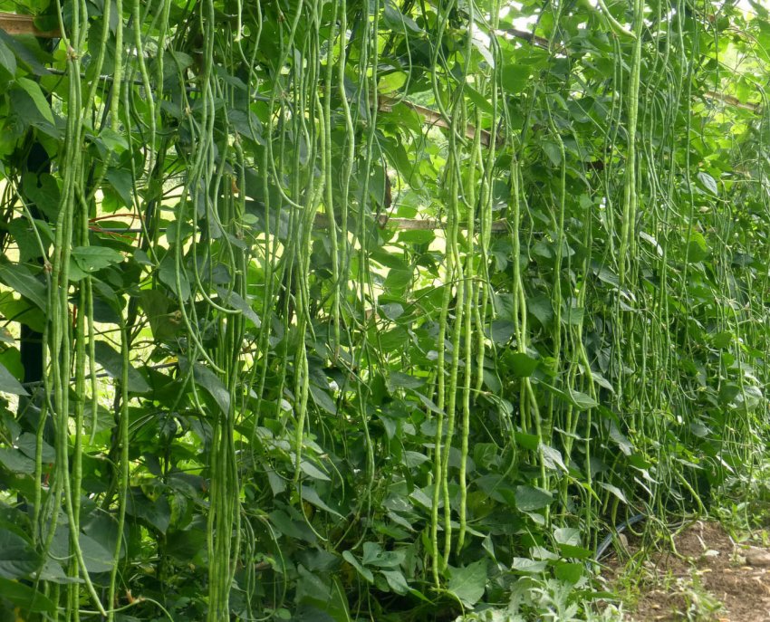 Китайська квасоля Вігна: секрети вирощування