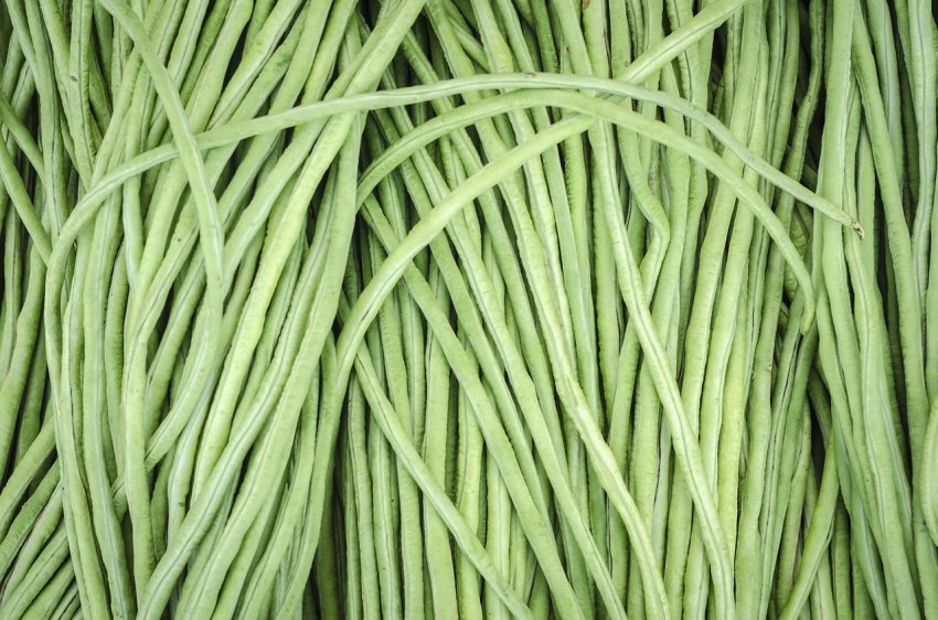 Китайська квасоля Вигна: секрети вирощування