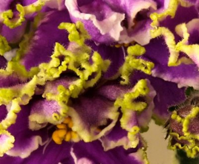 Фіалка Есмеральда: догляд в домашніх умовах