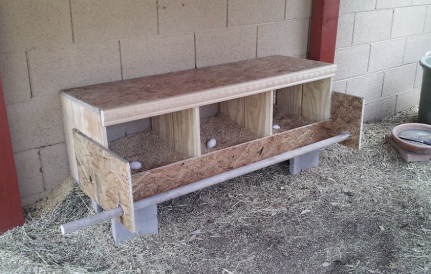 Гнізда для курей