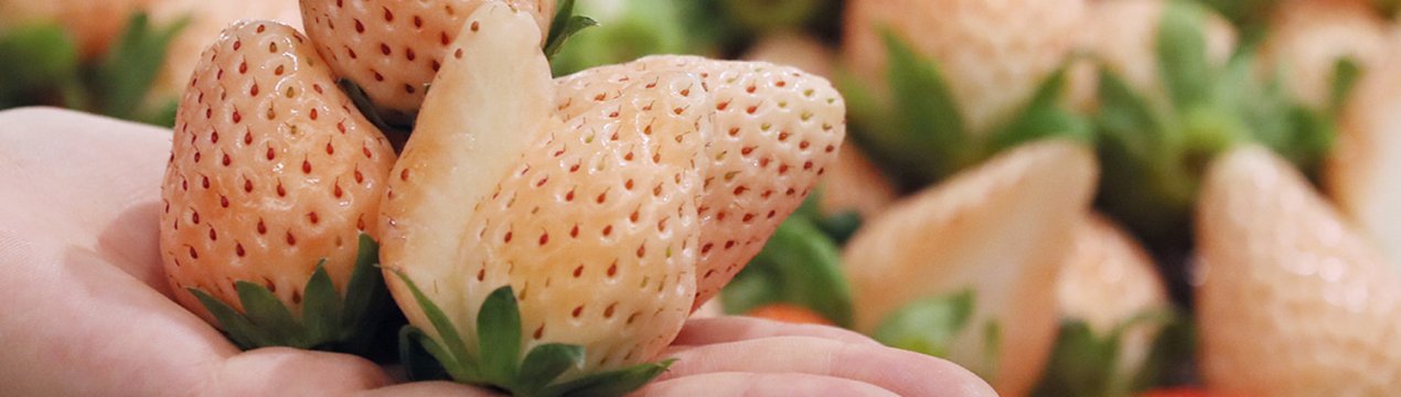 Не звичайні сорти білої полуниці для своєї ділянки