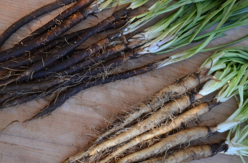 Скорцонер Скорцонер