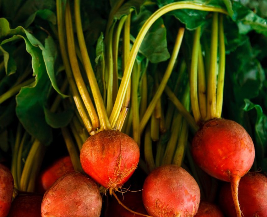 Буряк Золотий глобус Буряк Золотий глобус