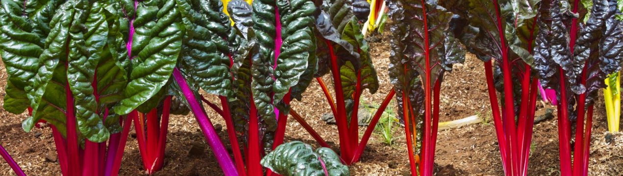 12 рідкісних коренеплодів для вашого саду - здивуйте сусідів!