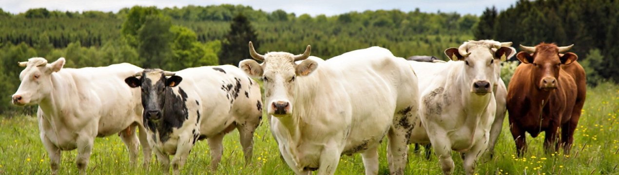 Групи захисту прав тварин звинувачують сільське господарство у COVID-19