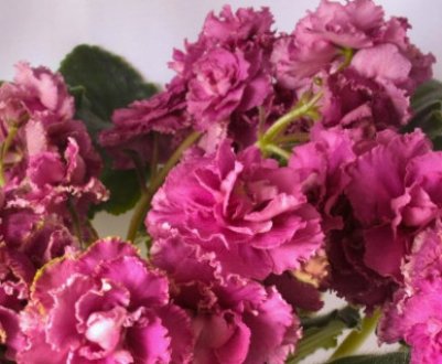 Фіалка Роза вітрів: догляд в домашніх умовах