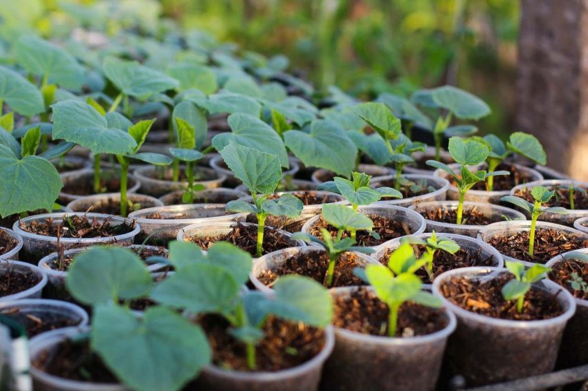 Рассада арбузов Рассада арбузов