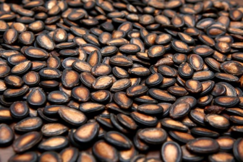 Семена арбуза Семена арбуза