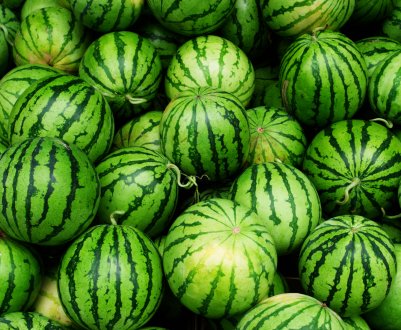 Вирощування кавунів на відкритій землі