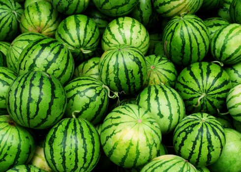 Вирощування кавунів на відкритій землі