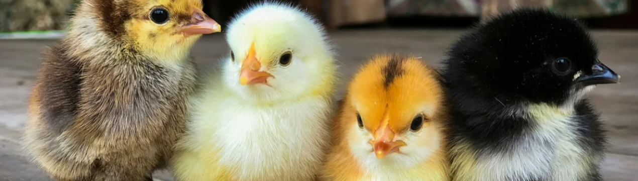 12 правил успішного вирощування домашньої птиці