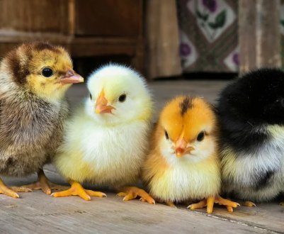 12 правил успішного вирощування домашньої птиці