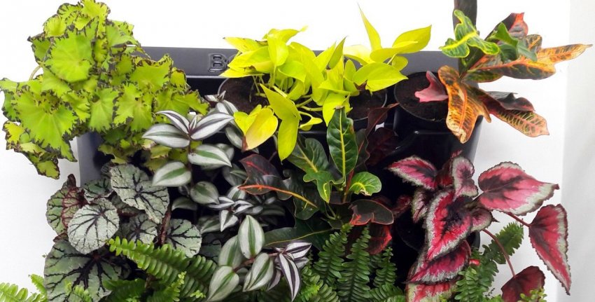 декоративно-лиственні рослини декоративно-лиственні рослини