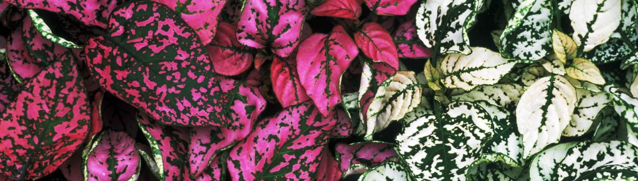 Як поєднувати рослини з різнокольоровим листям у саду