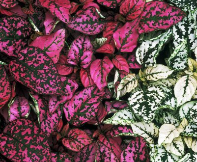 Як поєднувати рослини з різнокольоровим листям у саду