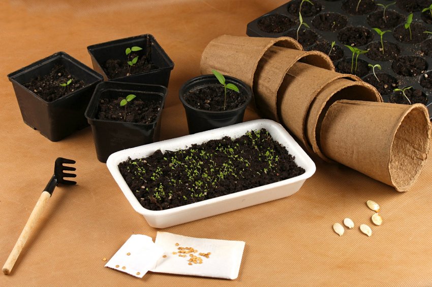 5 причин, щоб провести пікировку саджанців