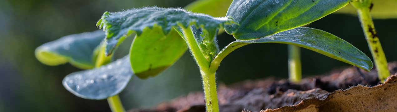 5 причин, щоб провести пікирування розсади